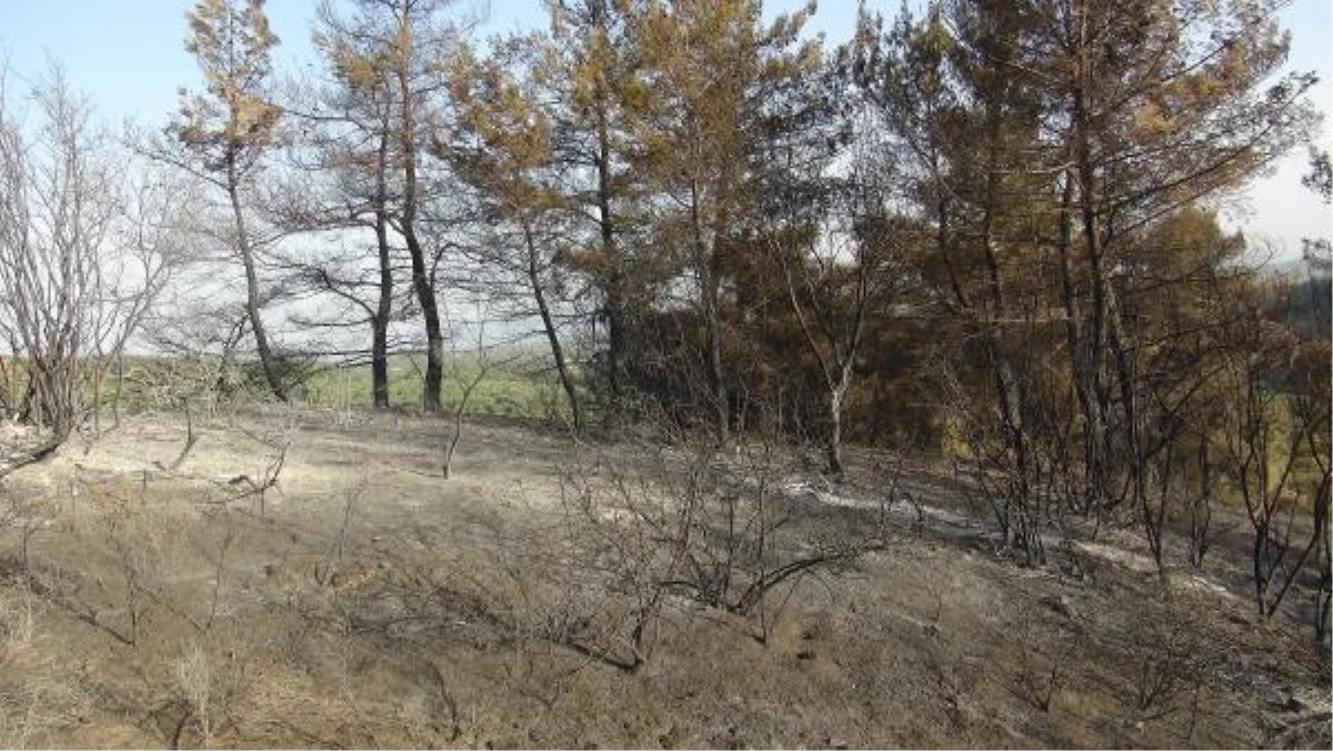 Aydın\'da 4 Hektar Orman Alanı Yandı