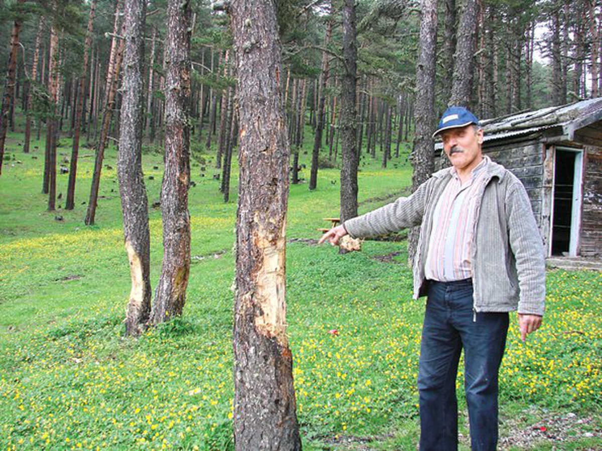 Çıra İçin Ormanlara Zarar Vermeyin"