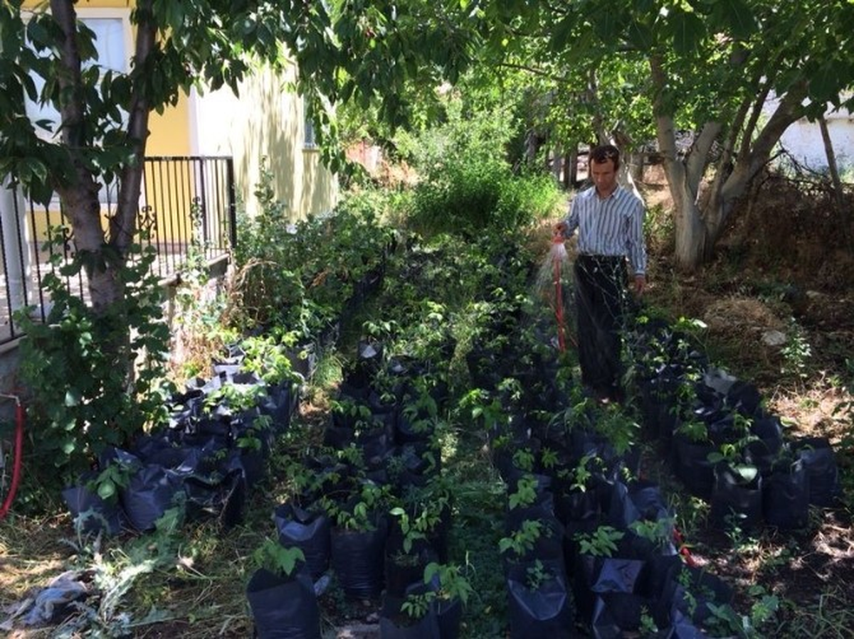 Veli Pabuşçu Fethiye Tarımı İçin Ücretsiz Ceviz Fidanı Dağıtıyor