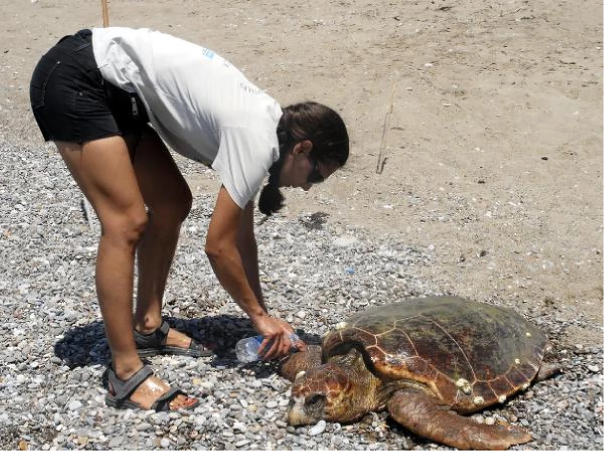 Antalya\'da Köpeklerin Saldırdığı Caretta Caretta Öldü