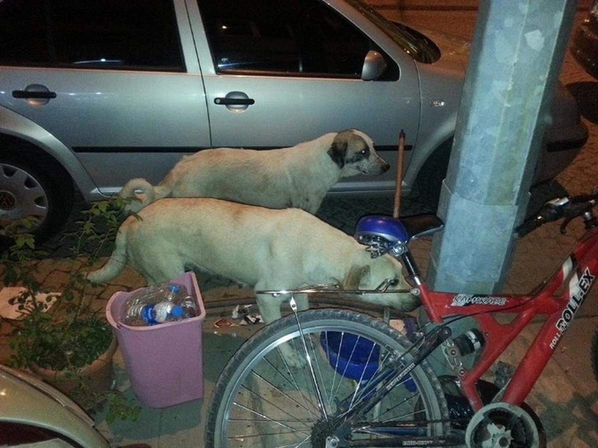 Sokak Köpekleri 2 Kadını Yaraladı