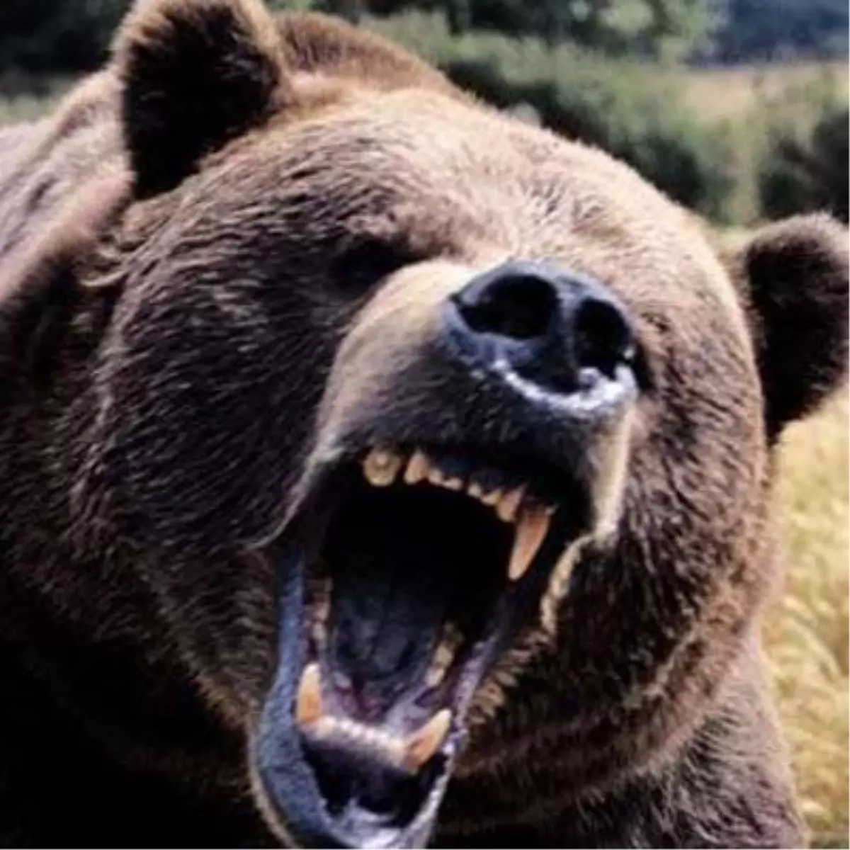 Arı Kovanlarına Ayı Saldırısı