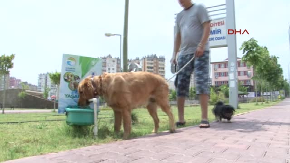 Çukurova Belediyesi\'nden Sokak Hayvanlarına Su ve Yemek
