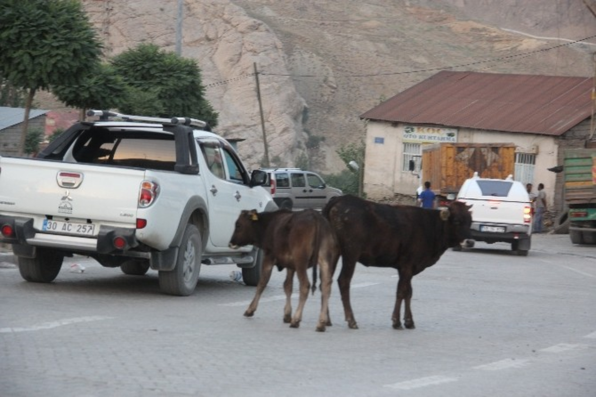 Hakkari\'de Başıboş Hayvan Sorunu
