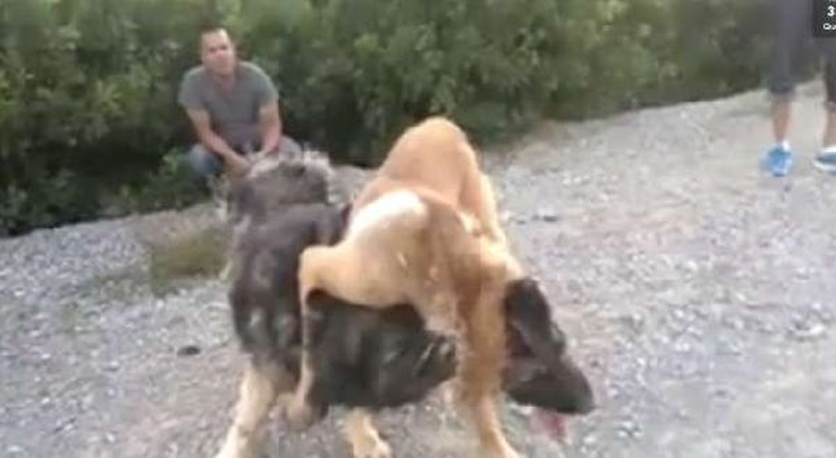 Kosova\'da Polis Köpek Dövüşüne Karşı Harekete Geçti