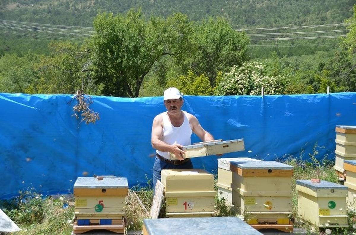 Köye İnen Ayı Arı Kovanlarını Parçaladı