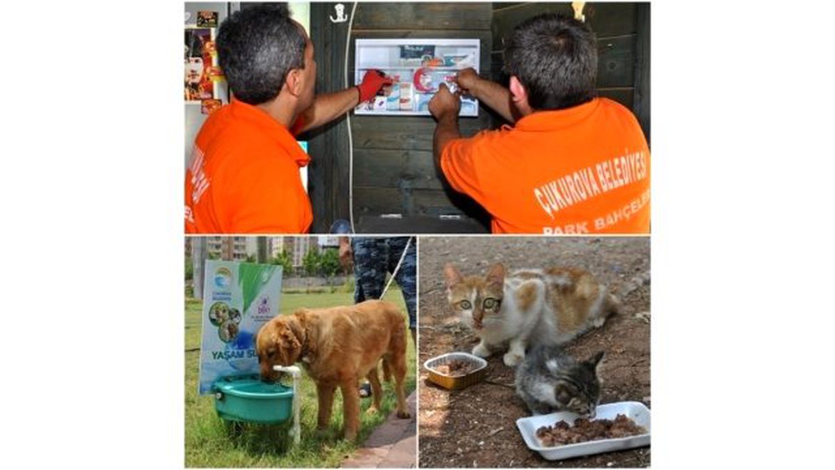 Sokak Hayvanlarına Su ve Ciğer Servisi