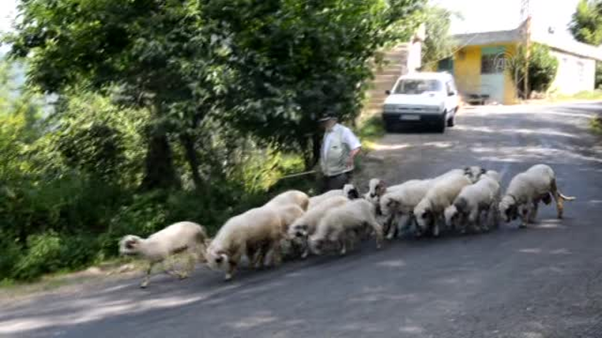 60 yıldır çobanlık yapıyor -
