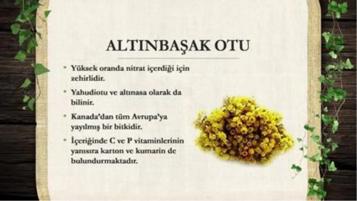 Altınbaşak Otu, Altınbaşak Otu Faydaları ve Kullanım Şekli (Şifalı Bitkiler)