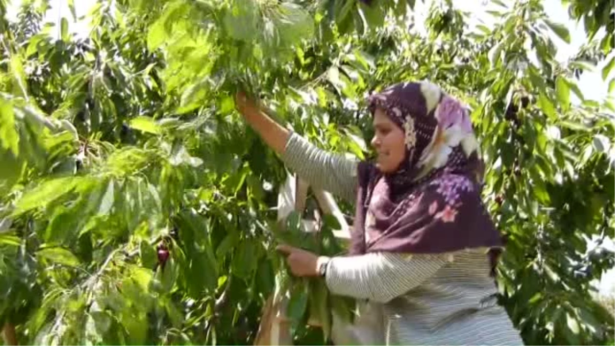 Dolu ve Sağanak Kiraz İhracatını Olumsuz Etkiledi