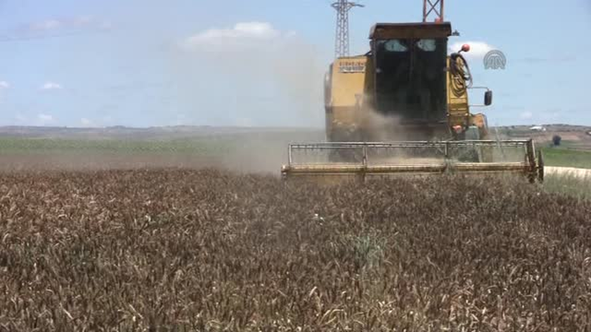 Edirne, buğday rekoltesinde rekora gidiyor