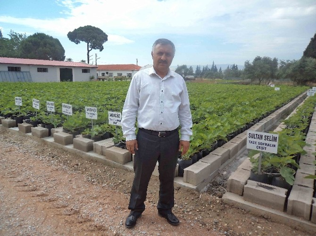 İncir Fidanlarına Özel Önlem