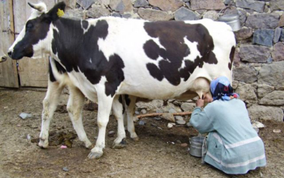Mayıs Ayında İnek Sütü Azaldı