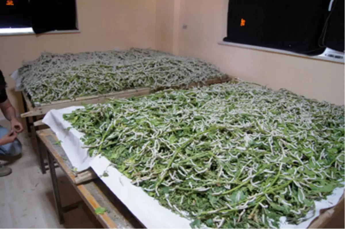 İpek Böceği En Fazla Diyarbakır\'da