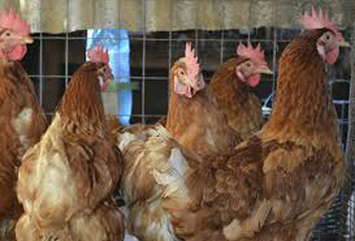Kümes Hayvancılığı Üretimi Azaldı