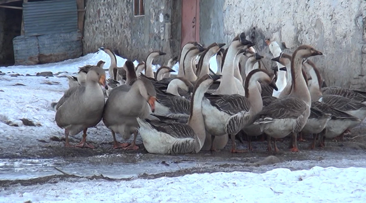 Meralarda Kış Ayları İçin Kaz Üretiyorlar