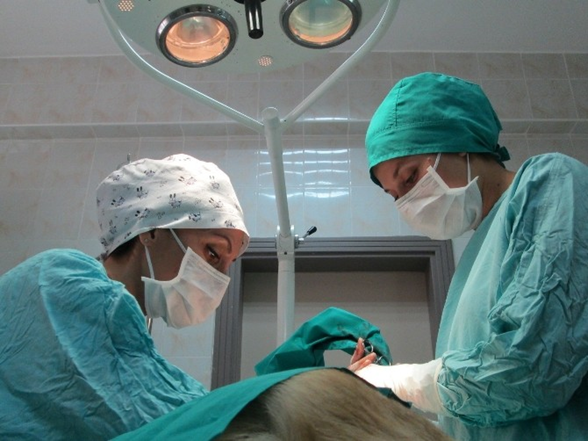 4 Aylık Sokak Köpeğine 5 Yıldızlı Operasyon