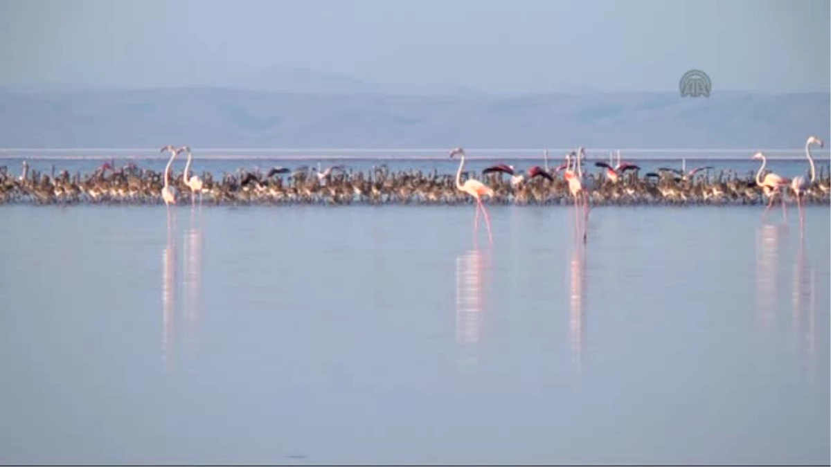 Rekor çekilmenin olduğu Tuz Gölü\'nde flamingo ölümleri artıyor -