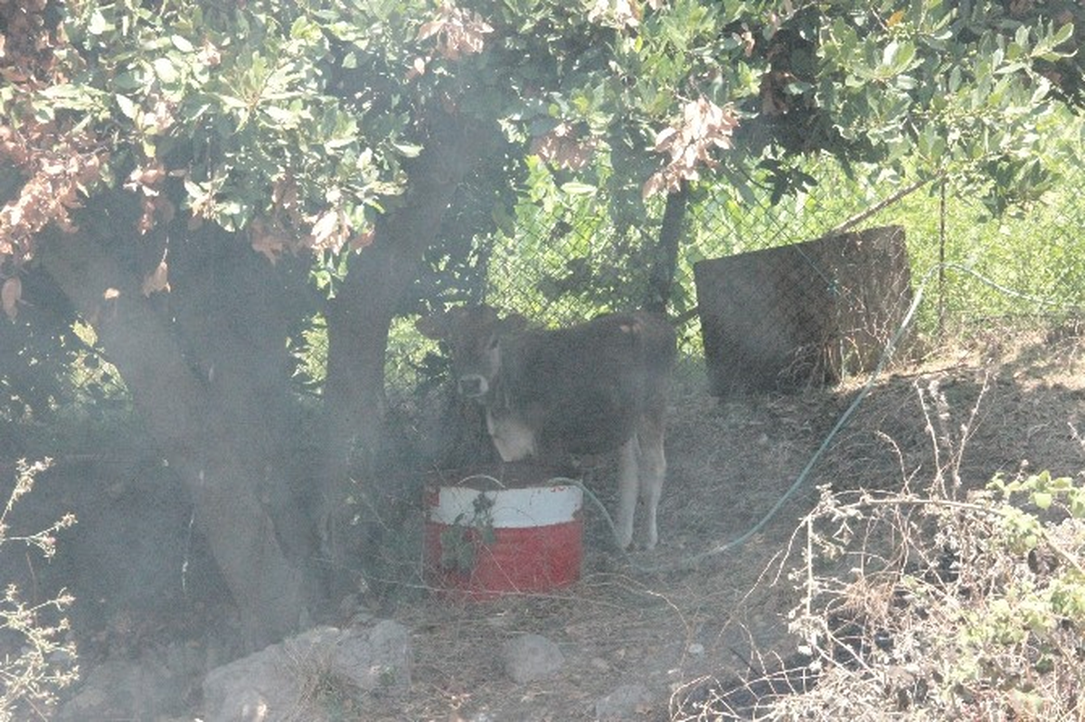 Buzağı, Yanmaktan Son Anda Kurtuldu