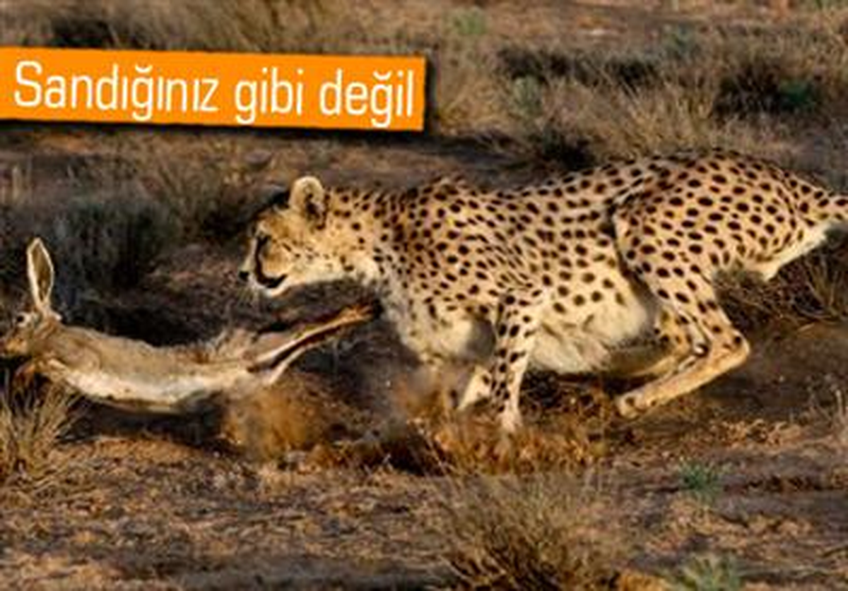 Dünyanın En Hızlı Kara Hayvanının Kene Olduğunu Biliyor Muydunuz?