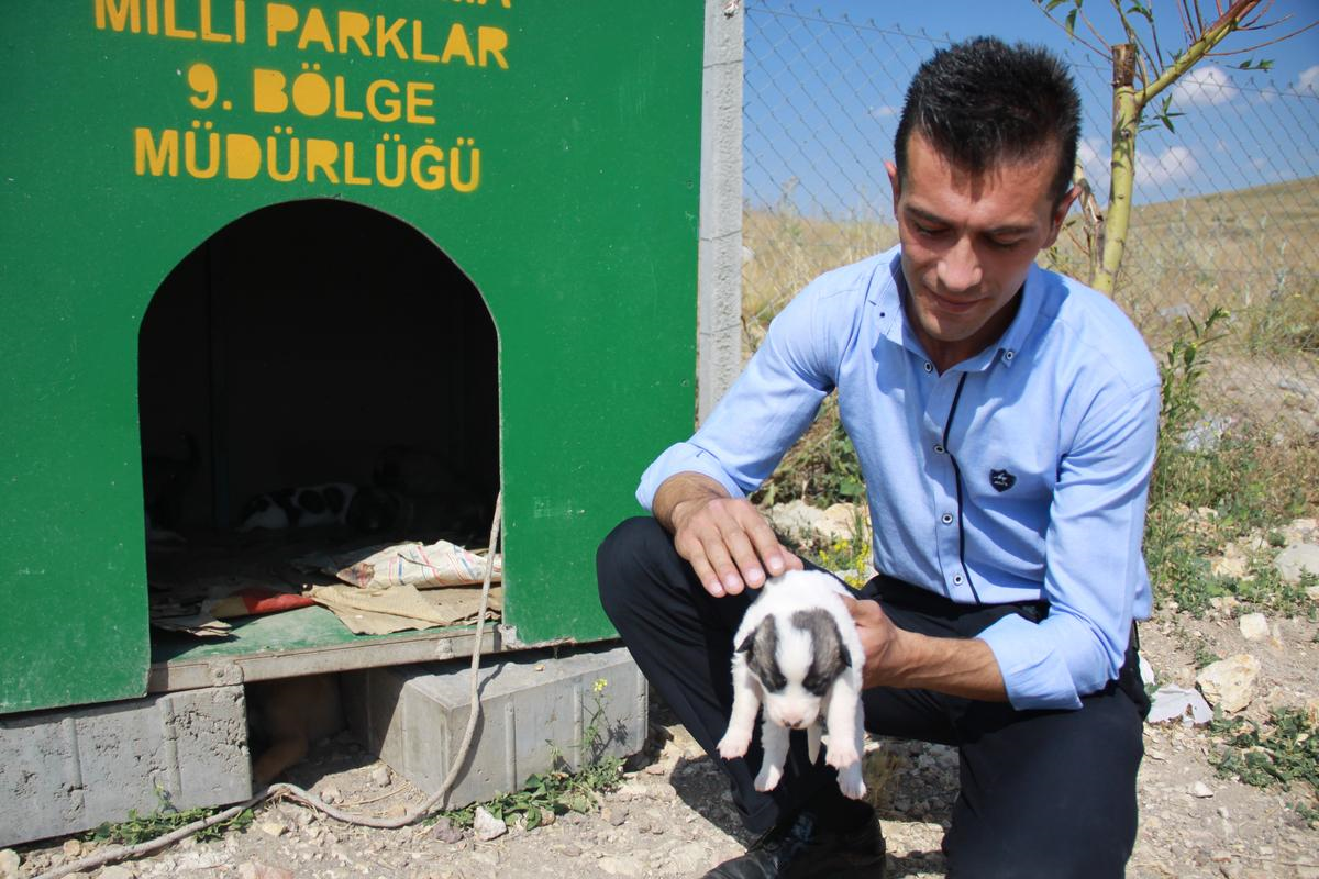 Ormanlık Alana Atılan Köpek Yavrularına Belediye Sahip Çıktı