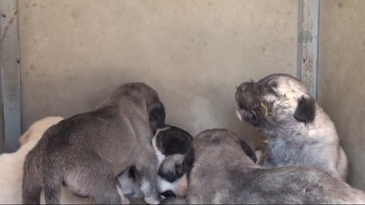 Ormanlık alana atılan köpek yavrularına belediye sahip çıktı -