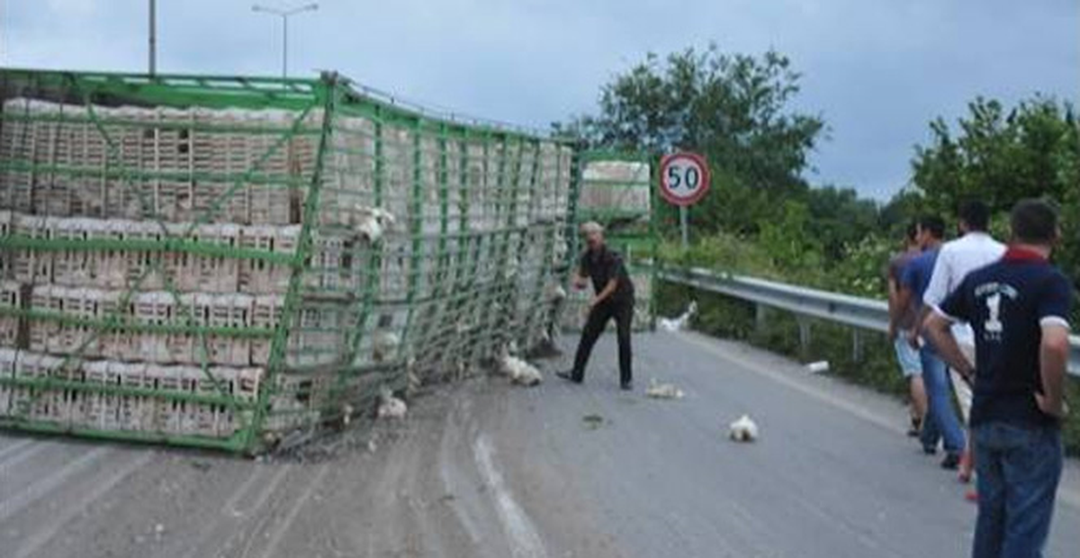 Tavuk Yüklü TIR Devrildi: 1500 Tavuk Telef Oldu