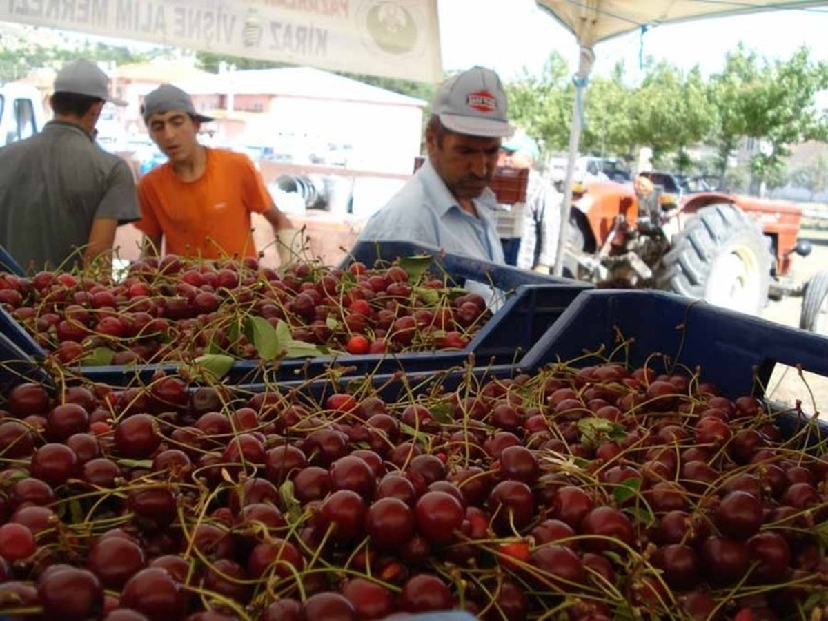 Vişne Sezonu Sancılı Başladı