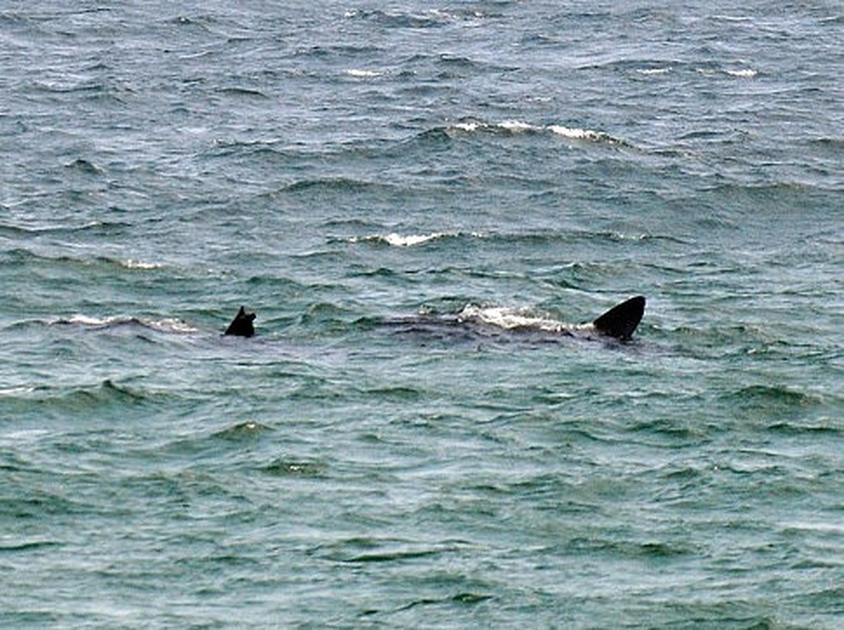 Barcelona Plajlarında Köpekbalığı Paniği