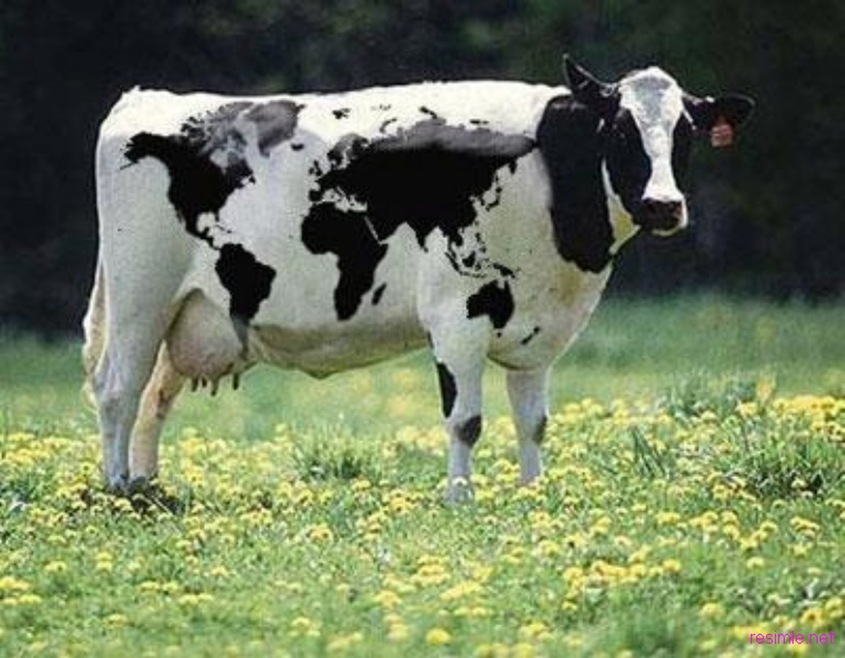 Bulunan İneklerini Teşhis Ederek Geri Aldılar