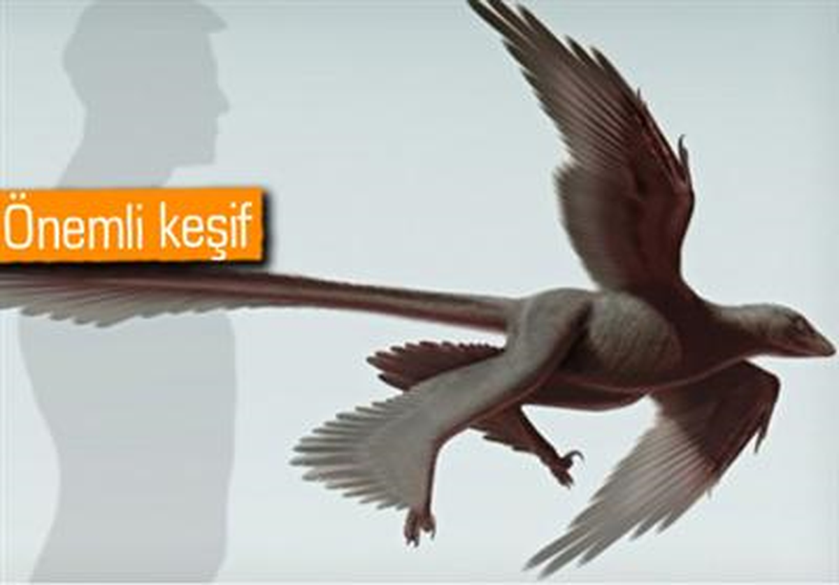 Çin\'de Dört Kanatlı Dinozor Keşfedildi!