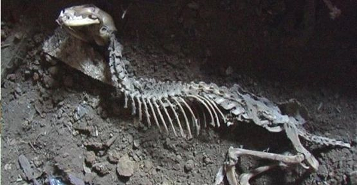 Çin\'de Yeni Bir Dinozor Türüne Ait İskelet Keşfedildi