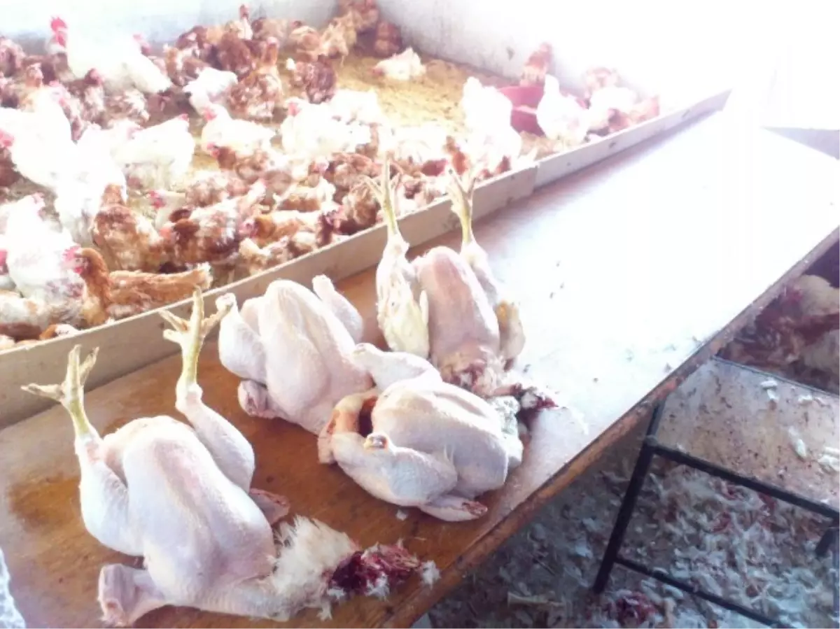 Keçiören'de Kaçak Tavuk Kesimi Yapanlara Baskın