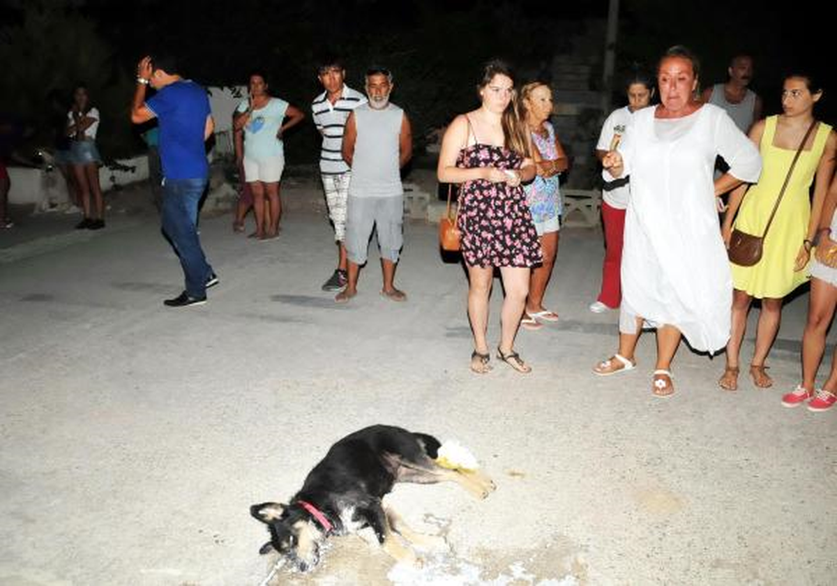 Köpekler Zehirlendi, Tatilciler Sokağa Döküldü