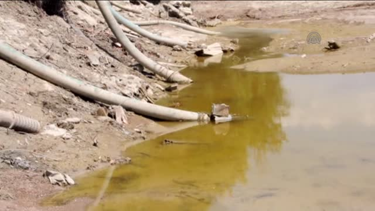 Sakarya Nehri Kurudu, Balıklar Telef Oldu