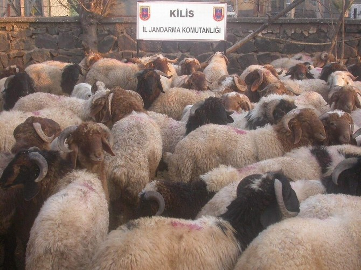 Sınırda 40 Kaçak Küçükbaş Hayvan Ele Geçirildi