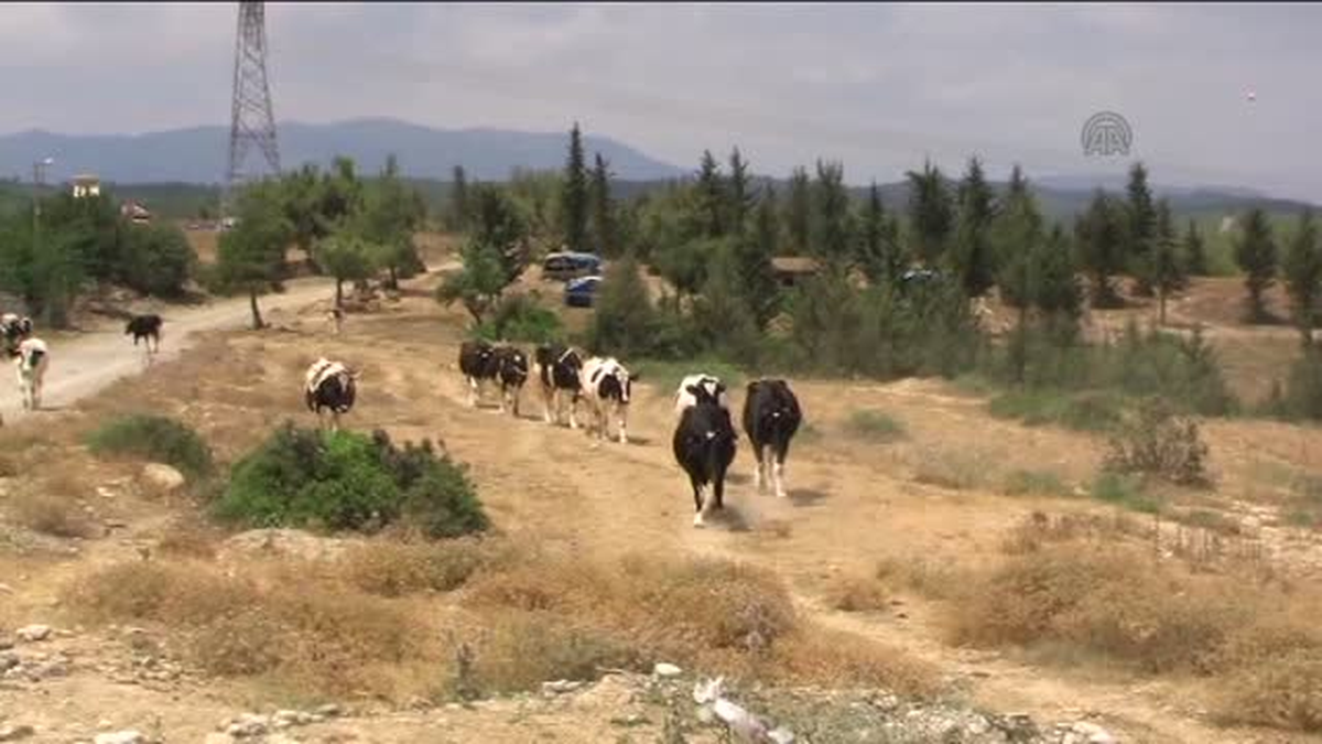 8 yaşındaki çocuk ormanda kayboldu -