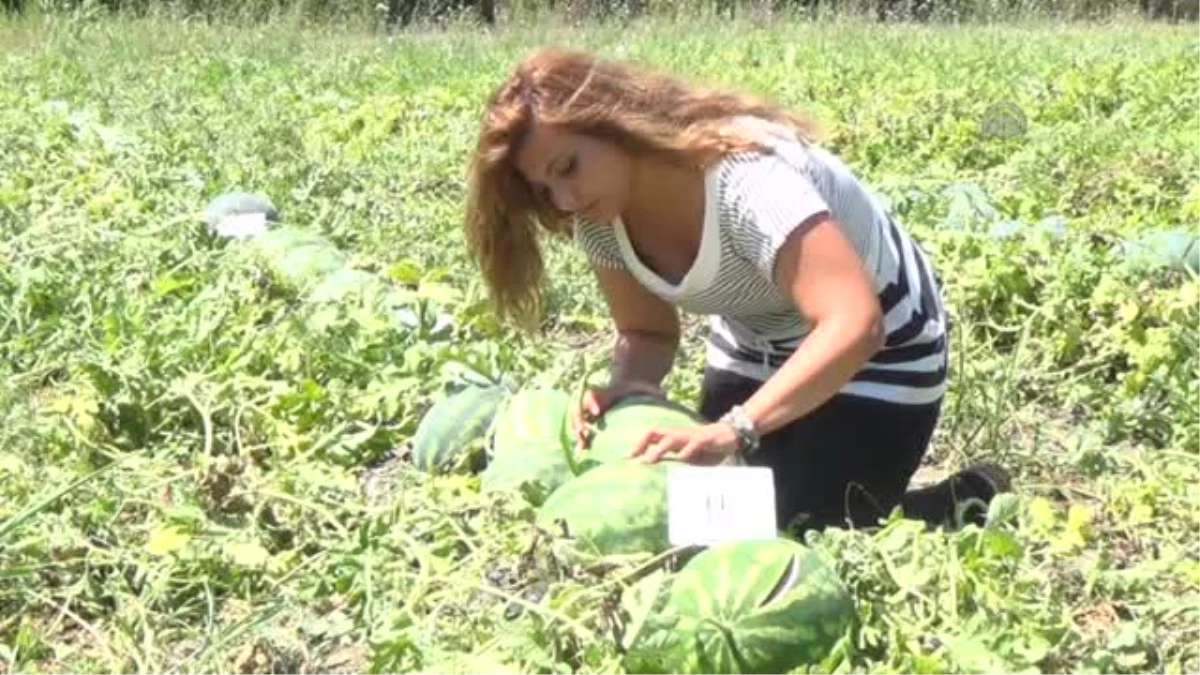 Adana karpuzu eski tadına kavuşuyor -