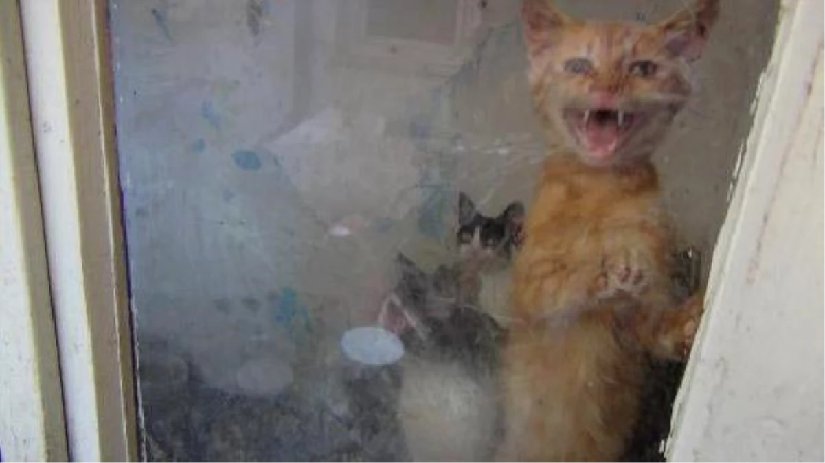 Bursa\'da Aç Bırakılan 20 Kediyi Ormancılar Kurtardı