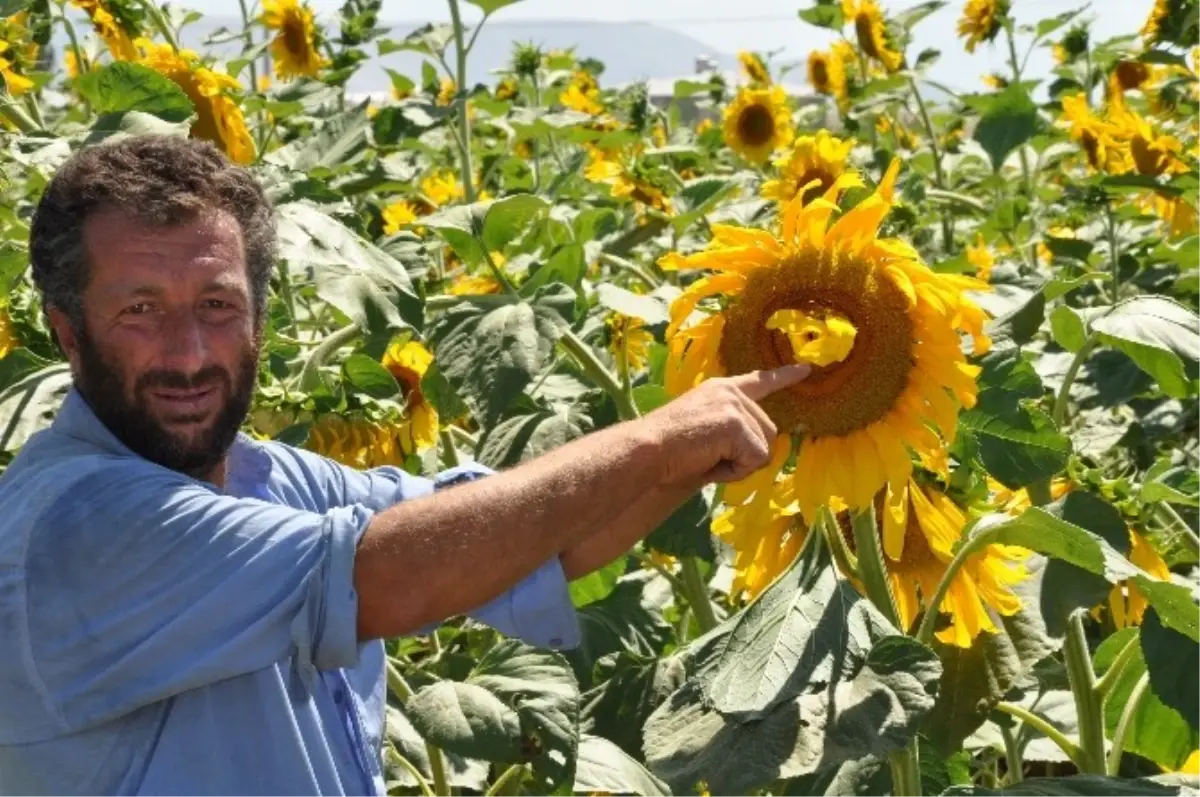 Çift Başlı Ayçiçeği Hayrete Düşürdü
