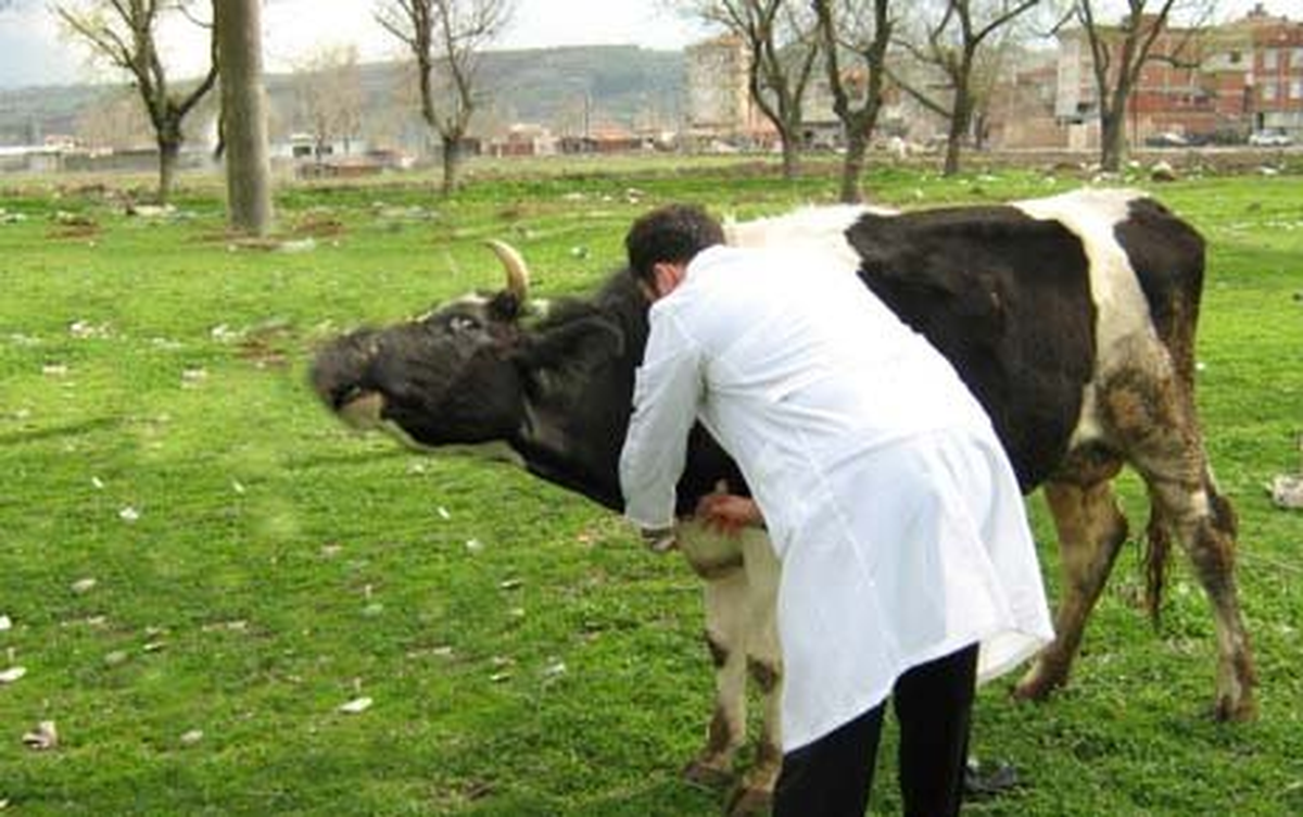 Hafik\'te Büyükbaş Hayvanlar Aşılanıyor