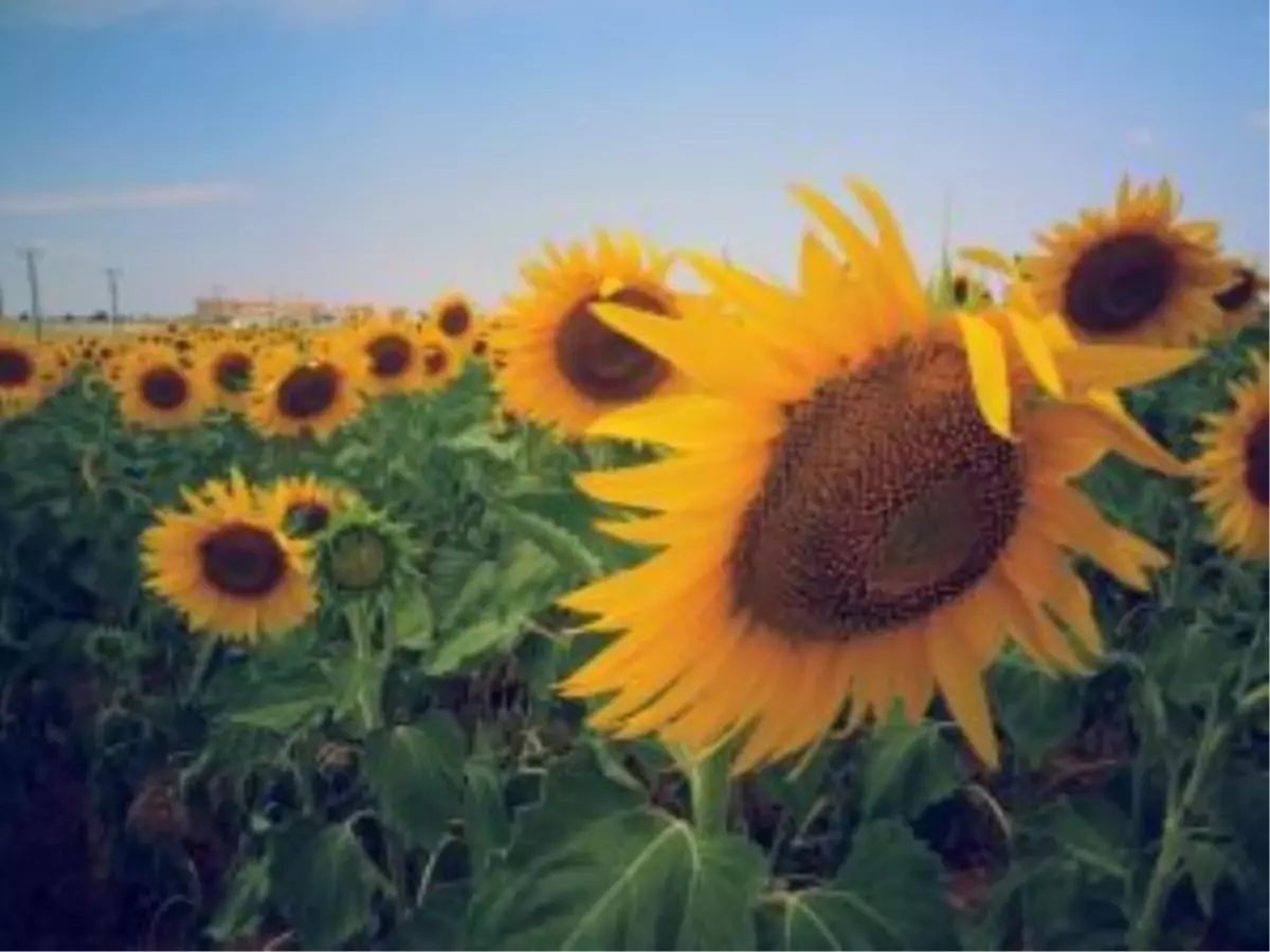 Kayseri Şeker\'den Ayçekirdeği Planı