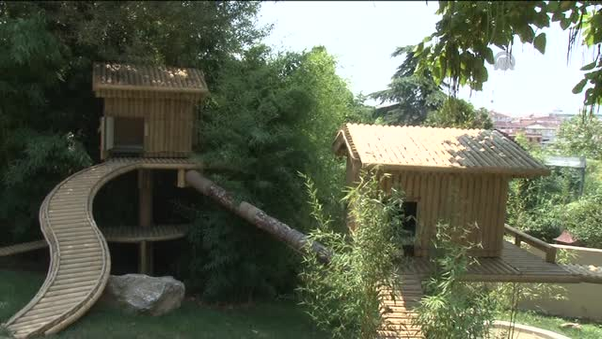 Kızıl Pandalar Hale ve Lale, Darıca\'da Yeni Yuvalarına Kavuştu