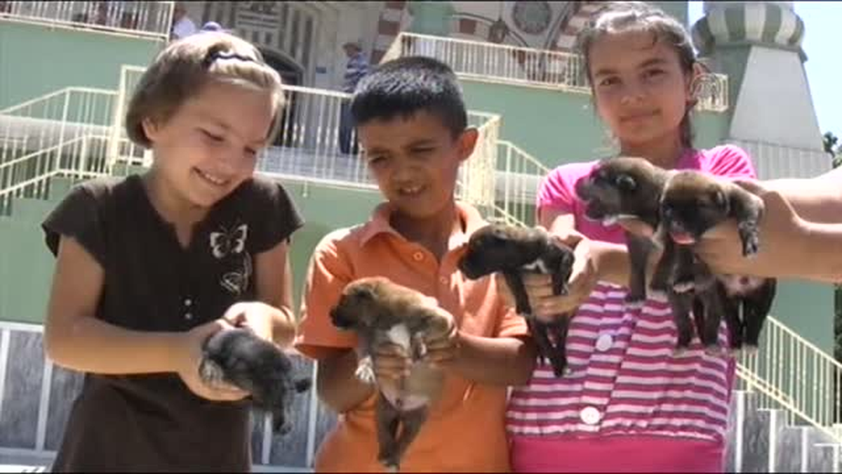 Köpek yavruları cami avlusuna terk edildi -
