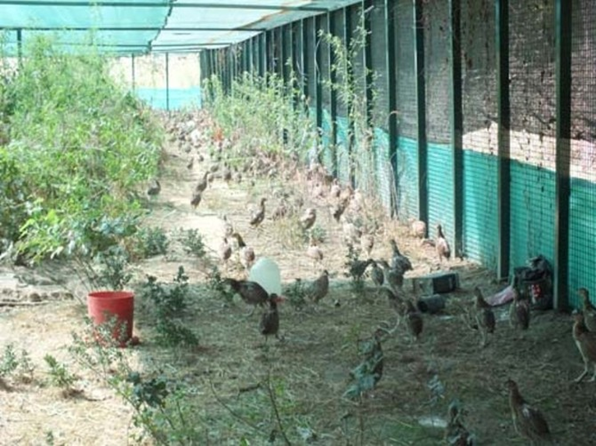 Sakarya Sülünlerine Kavuştu