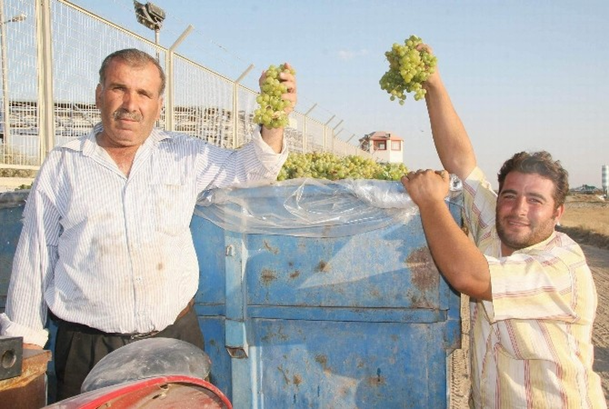 Taze Meyve ile Sebzelerde Hasat Öncesi Kalıntı Denetimi Yapılacak