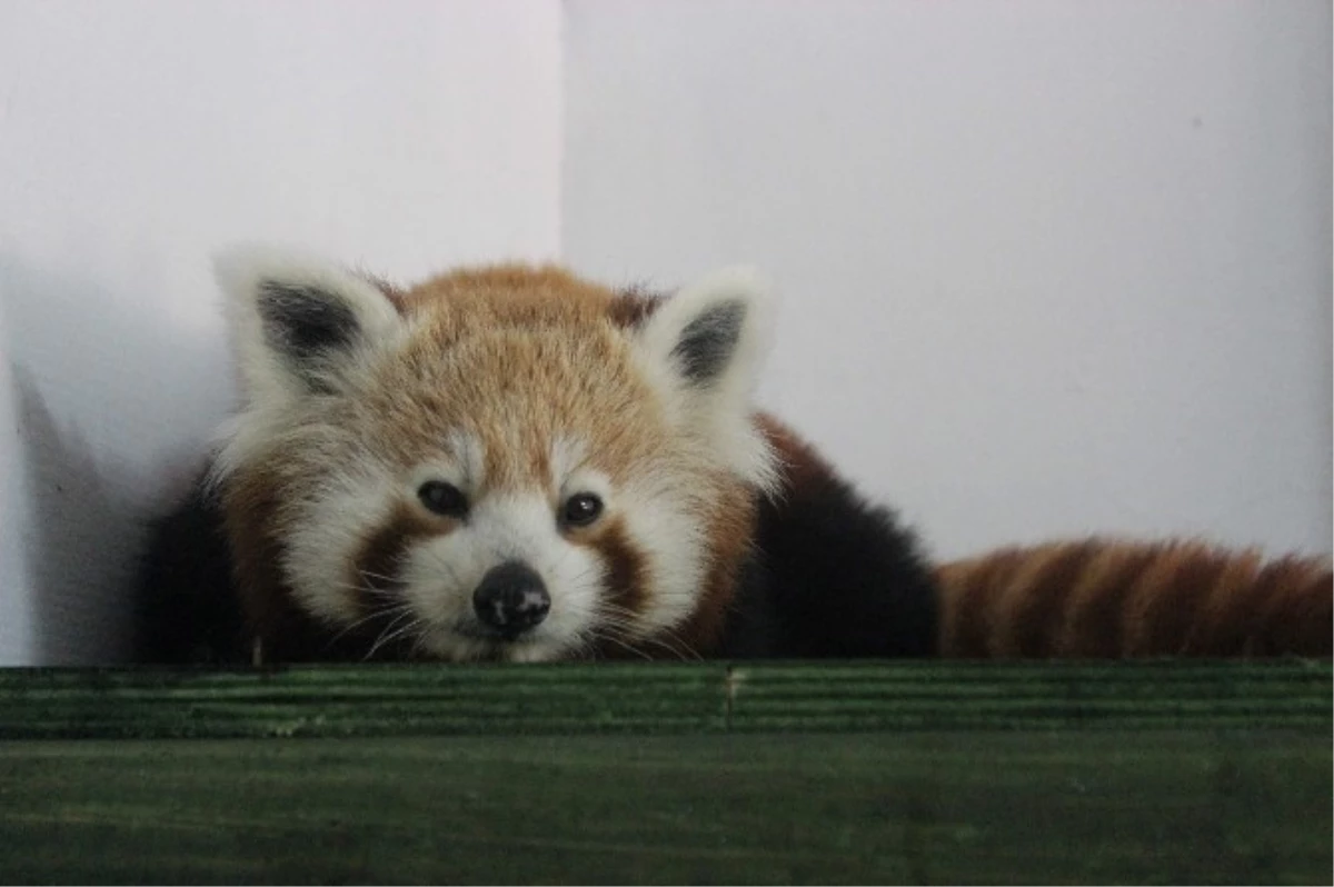 Türkiye\'nin İlk Pandaları Geldi