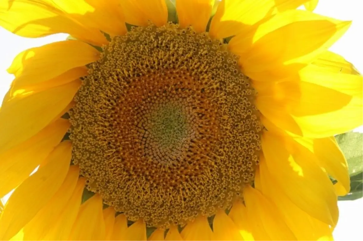 Yozgat\'ta 80 Bin Dekar Ayçiçek Ekimi Yapıldı