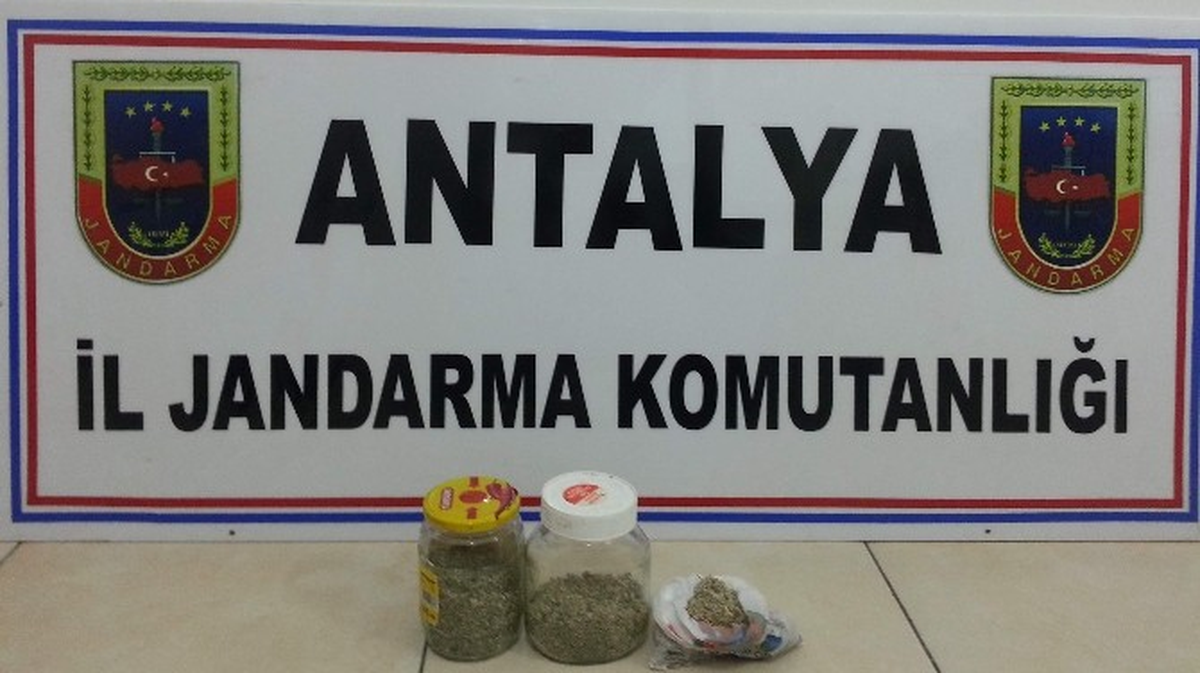 Alanya\'da Jandarmadan Bonzai Operasyonu