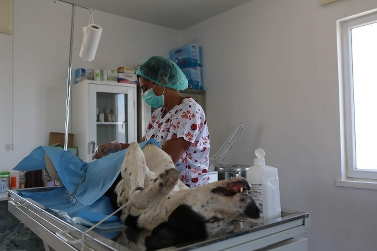 Köpek Barınma Evi 24 Saat İzlenebiliyor